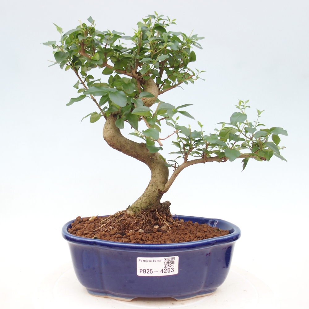 Room bonsai -Ligustrum chinensis - Birds Beak