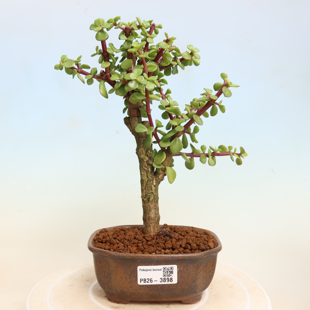 Room bonsai - Portulakaria Afra - Tlustice