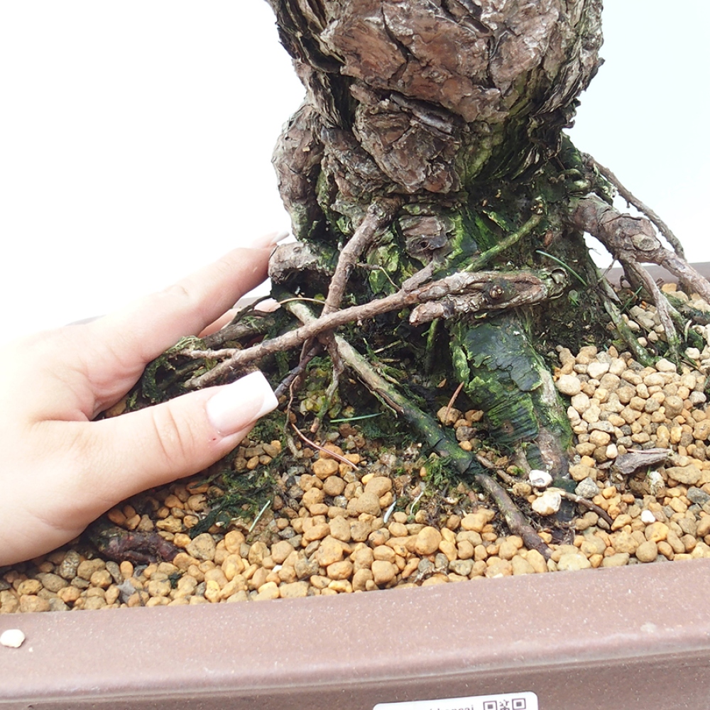 Outdoor bonsai - Pinus parviflora - Pinus parviflora