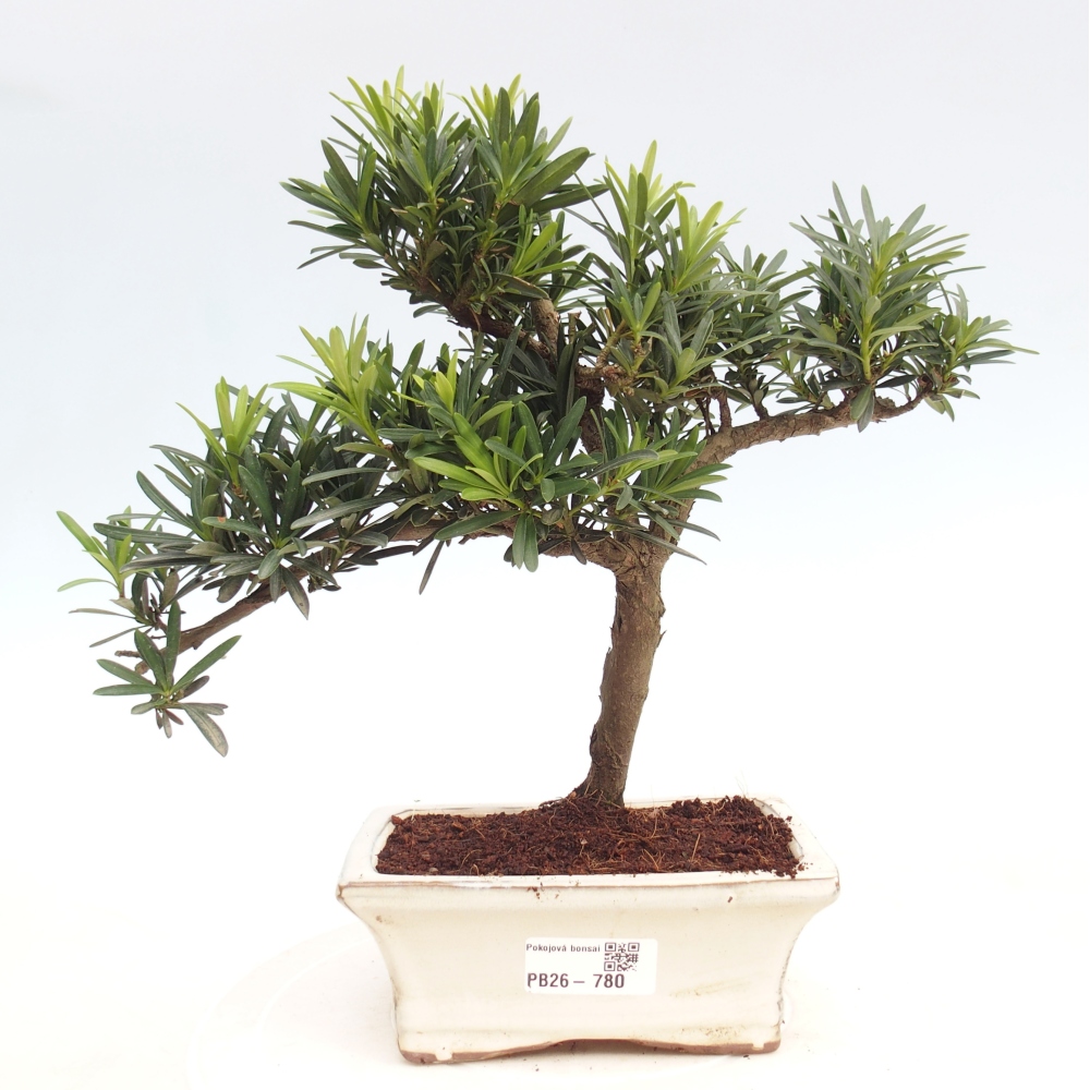 Room bonsai - Podocarpus - Stone Yew