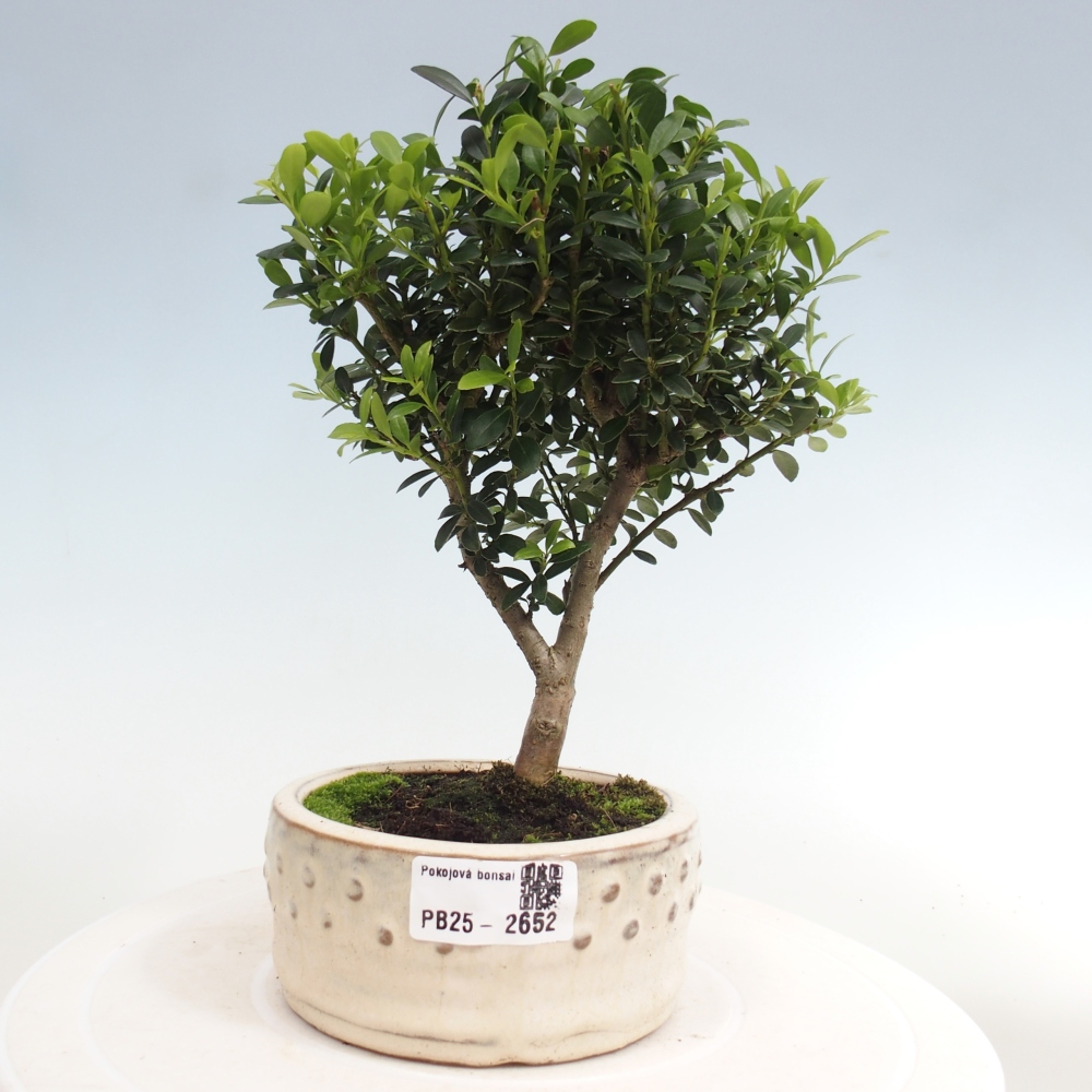 Indoor bonsai - Ilex crenata - Holly