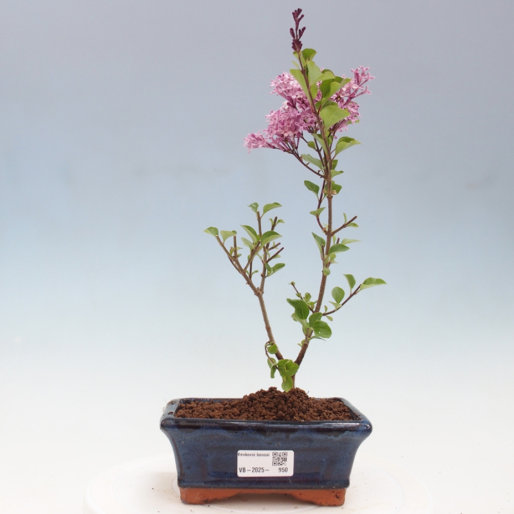 Outdoor bonsai - Syringa Meyeri Palibin - Meyer's Lilac