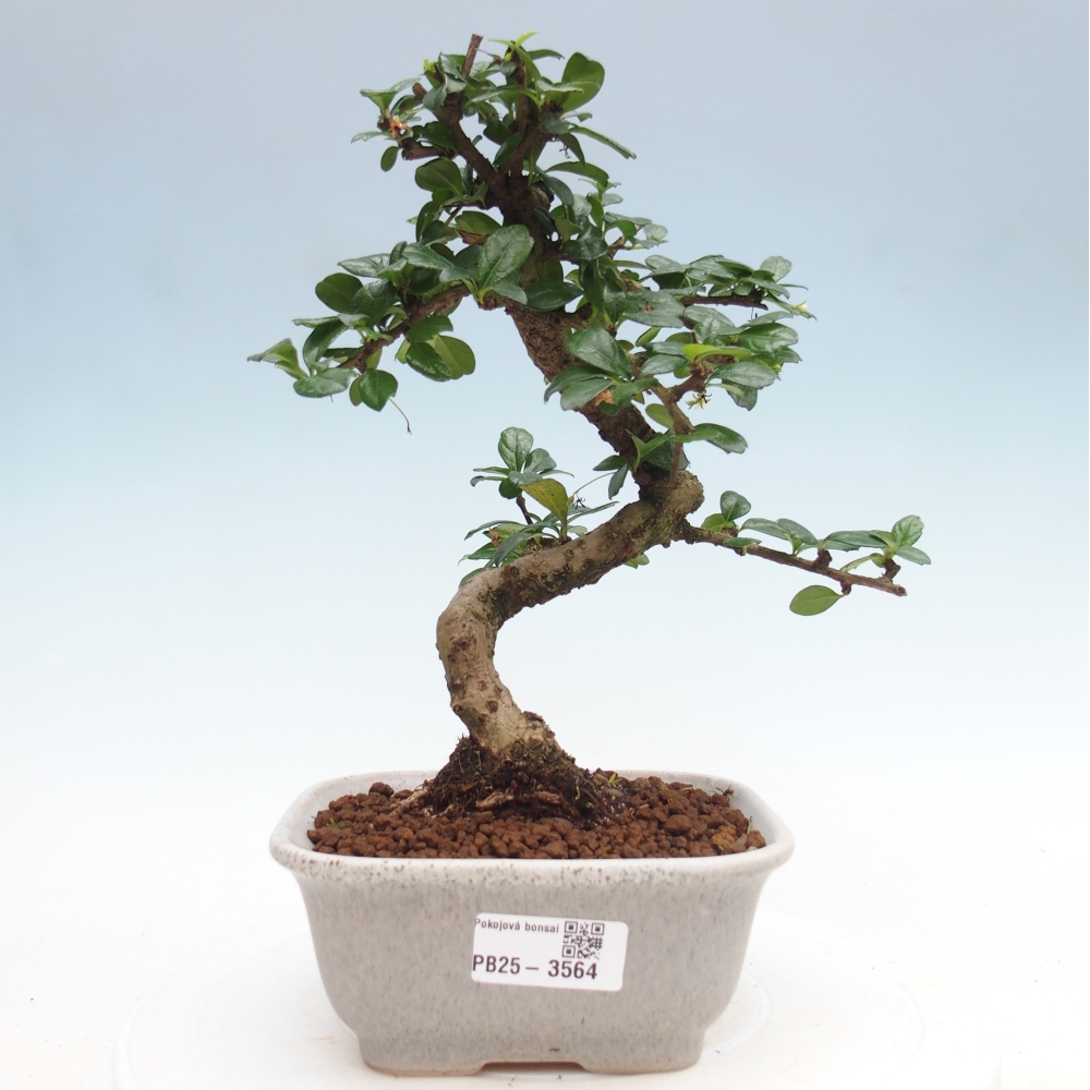 Room bonsai - Carmona macrophylla - Tea fuki