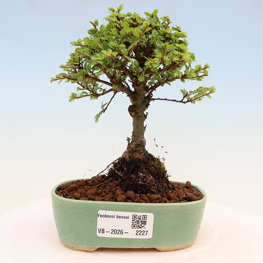 Outdoor Bonsai - Ulmus parvifolia 'Sagei' - Small-leaved Elm