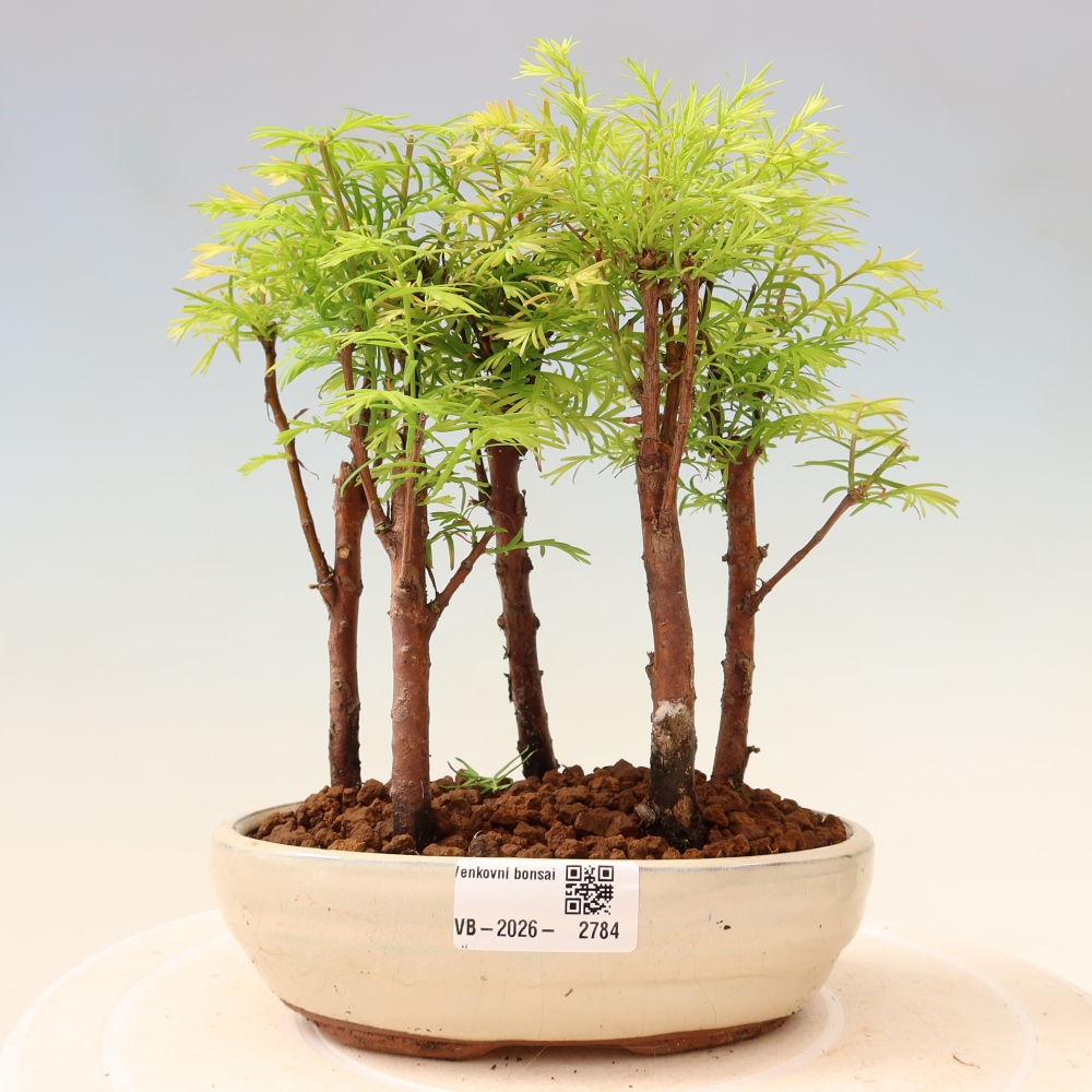 Outdoor Bonsai - Metasequoia glyptostroboides - Chinese Metasequoia - Grove
