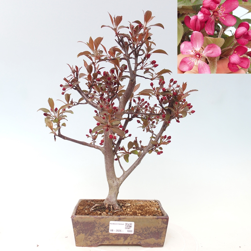 Outdoor bonsai -Malus domestica - Small-fruited red-leaved apple tree