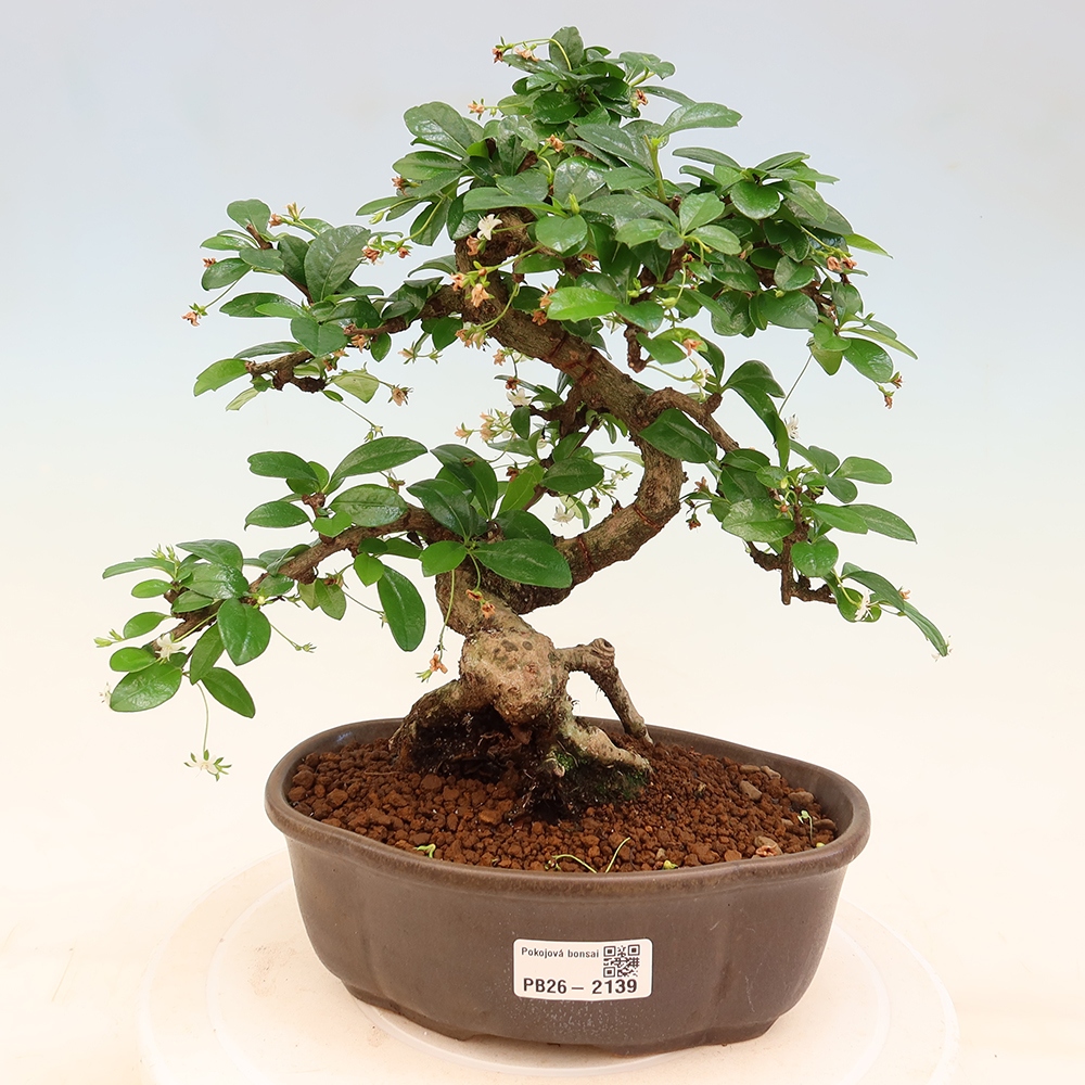 Room bonsai - Carmona macrophylla - Tea fuki