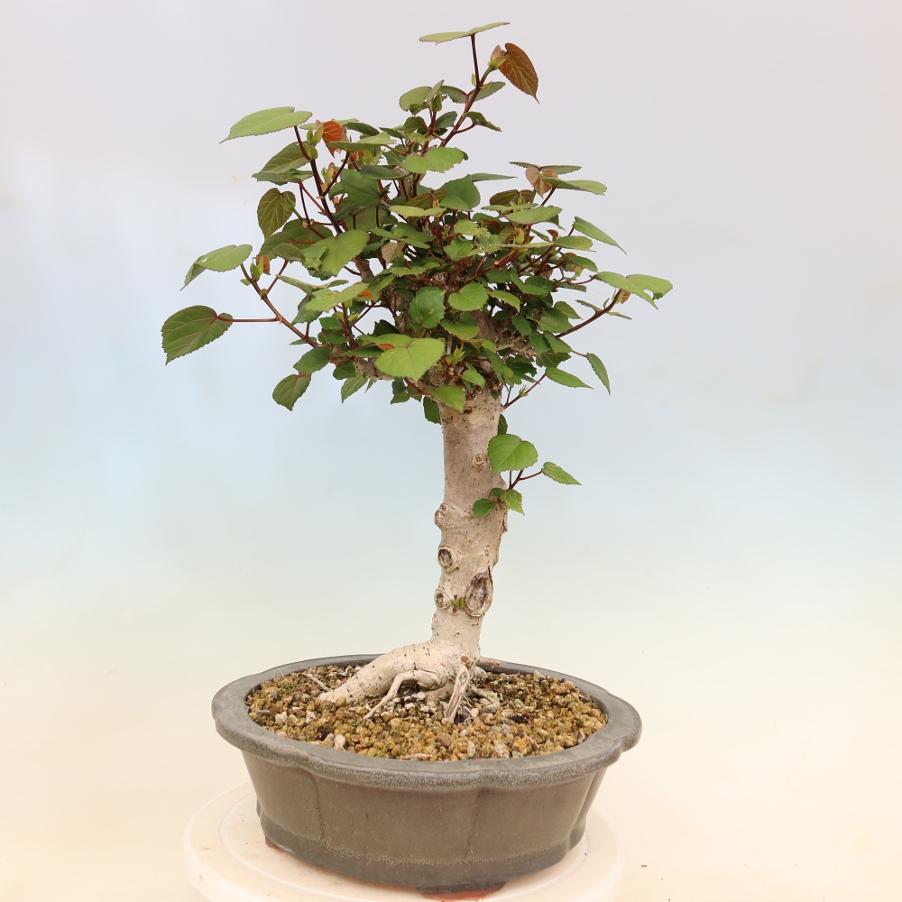 Indoor bonsai - Hibiscus tiliaceus - Sea Hibiscus