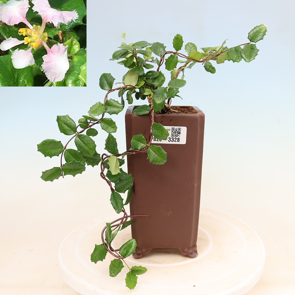 Indoor Bonsai - Barbados Cherry (Malpighia coccigera)