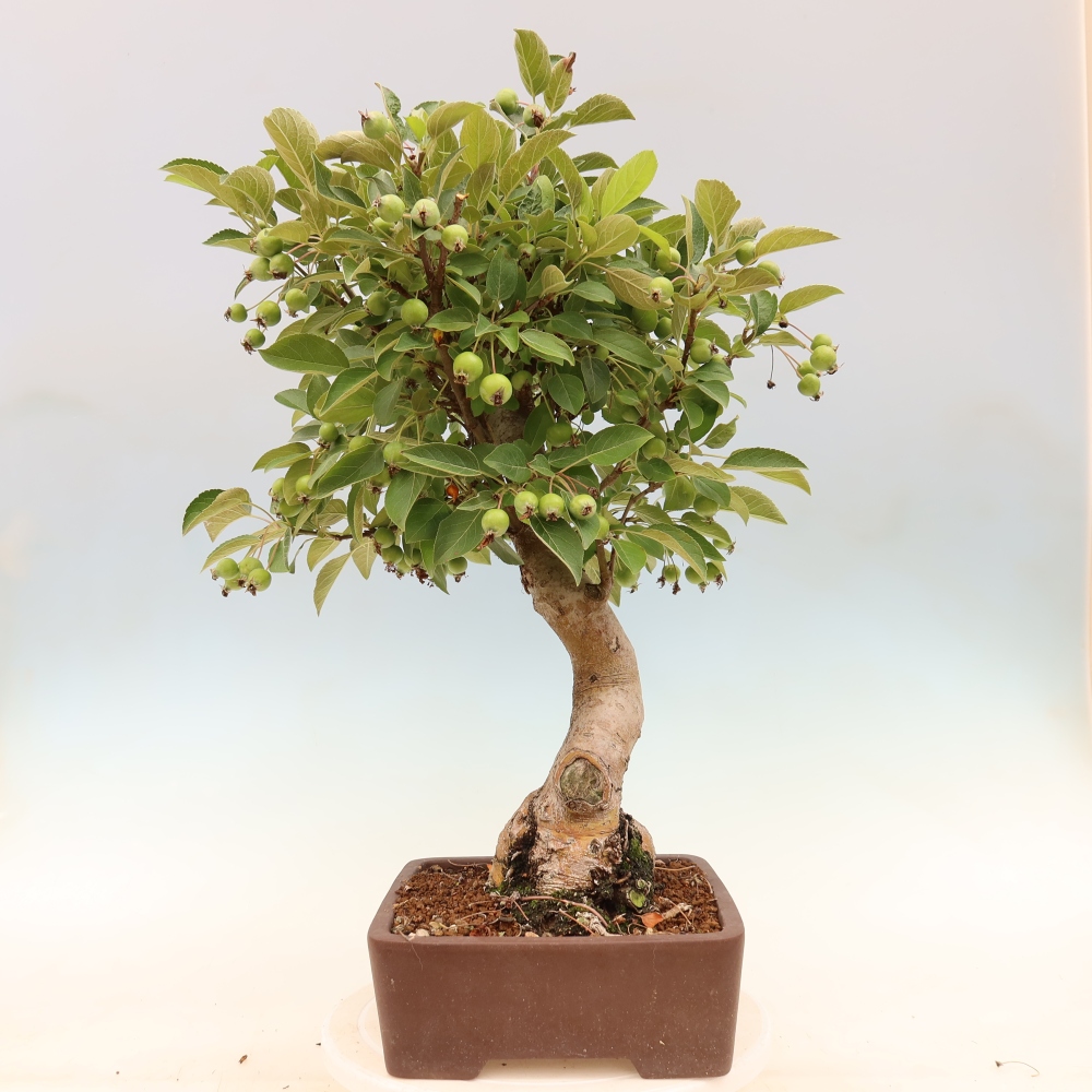 Outdoor bonsai -Malus halliana - Small-fruited apple tree