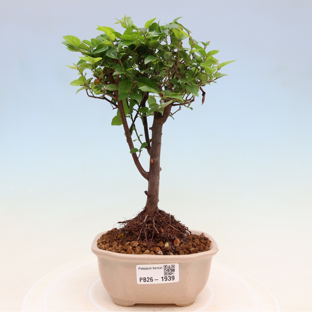 Room bonsai - Sageretia thea - Sageretia thea