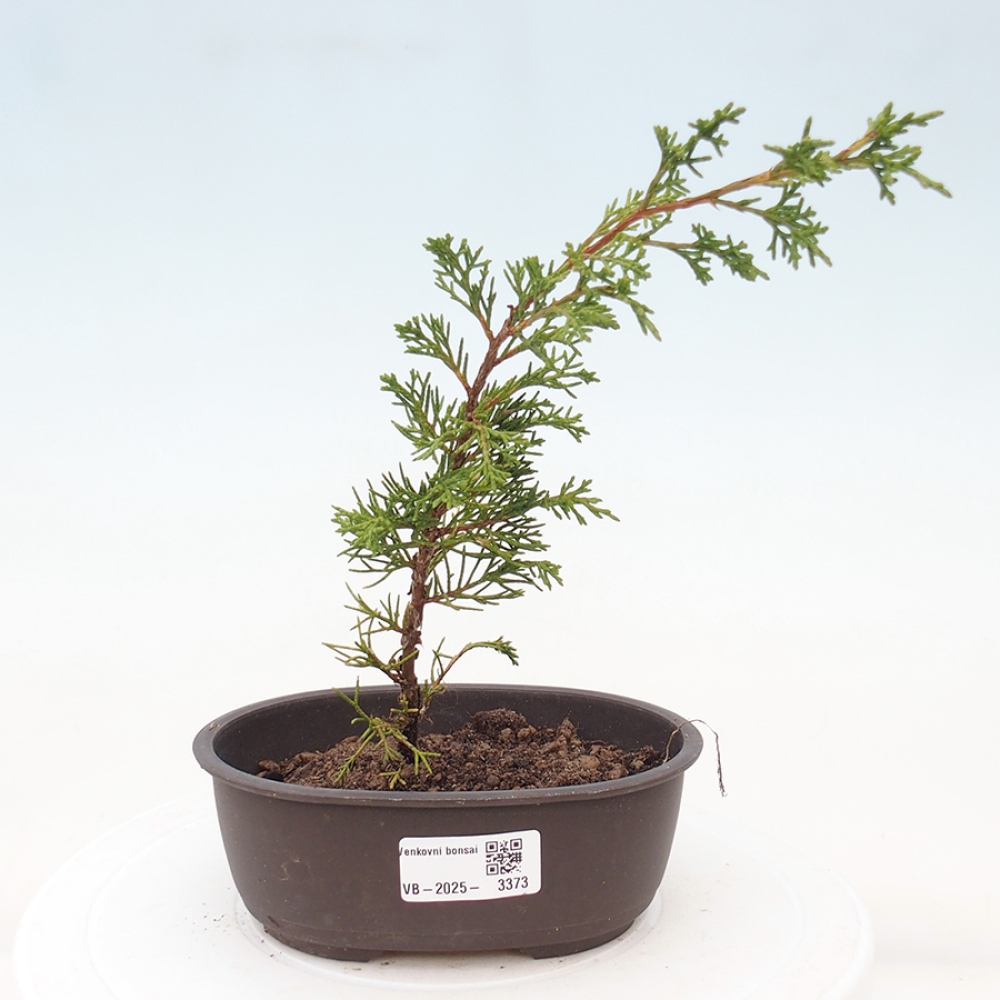 Outdoor bonsai - Juniperus chinensis Itoigawa - Chinese juniper