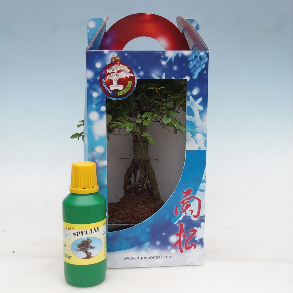 Ulmus parvifolia - Chinese elm