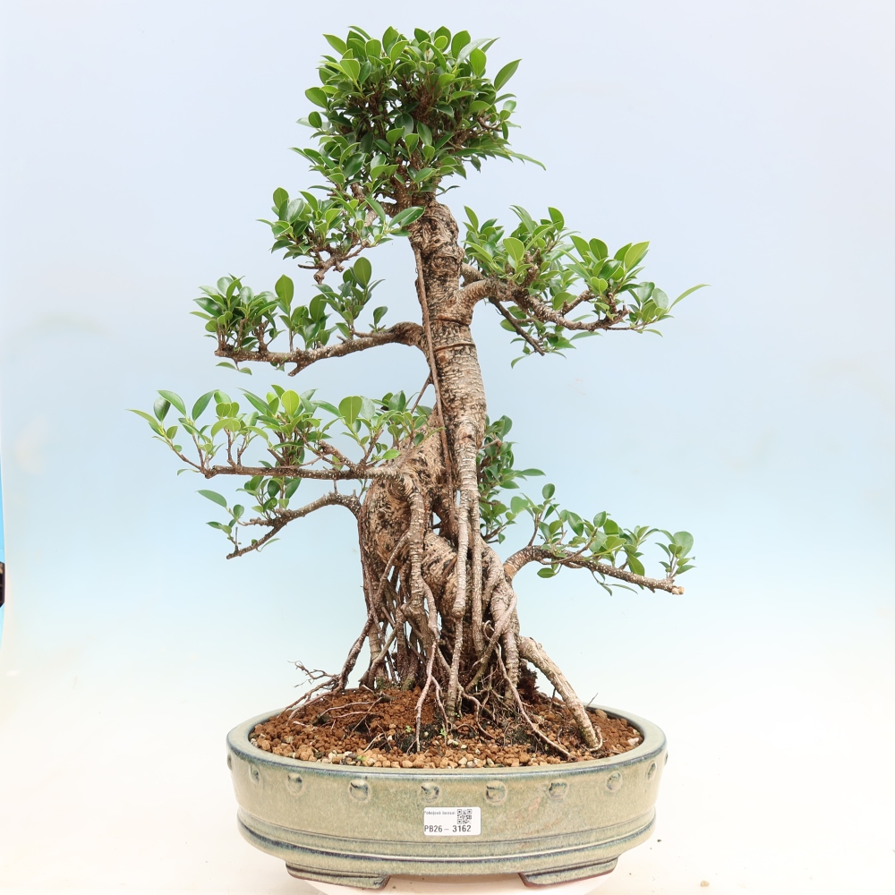 Room bonsai - Ficus kimmen - small-leaved ficus