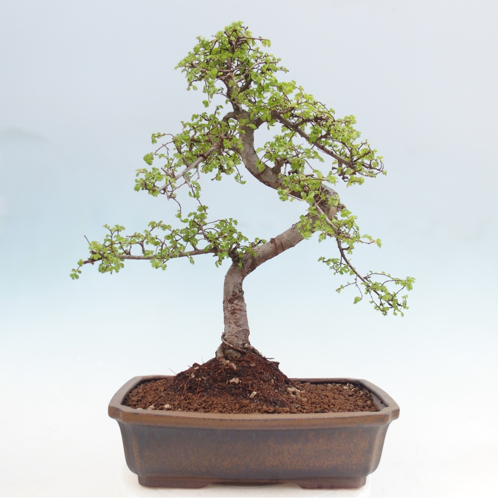 Room bonsai - Ulmus parvifolia - Small-leaved elm