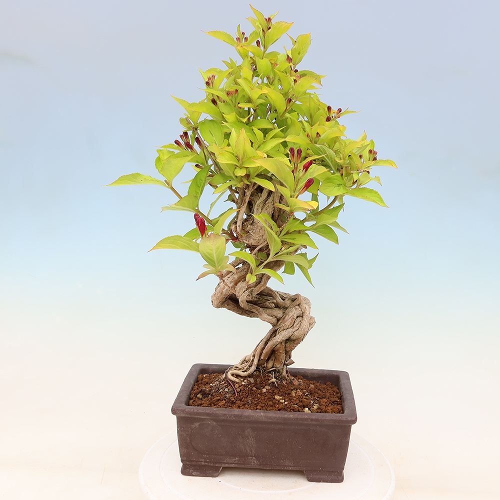 Outdoor Bonsai - Weigela subsessilis - Korean Weigela
