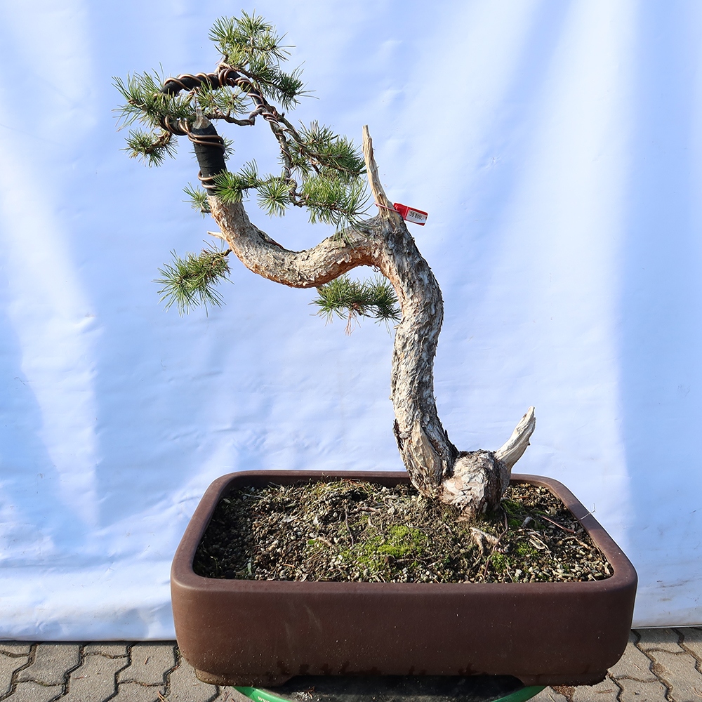 Pinus sylvestris Spain - Scots pine