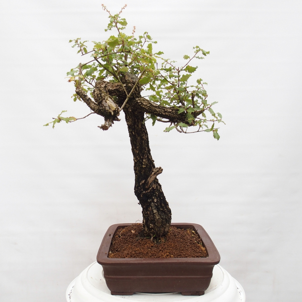 Yamadori - Quercus Ilex - Oak holly