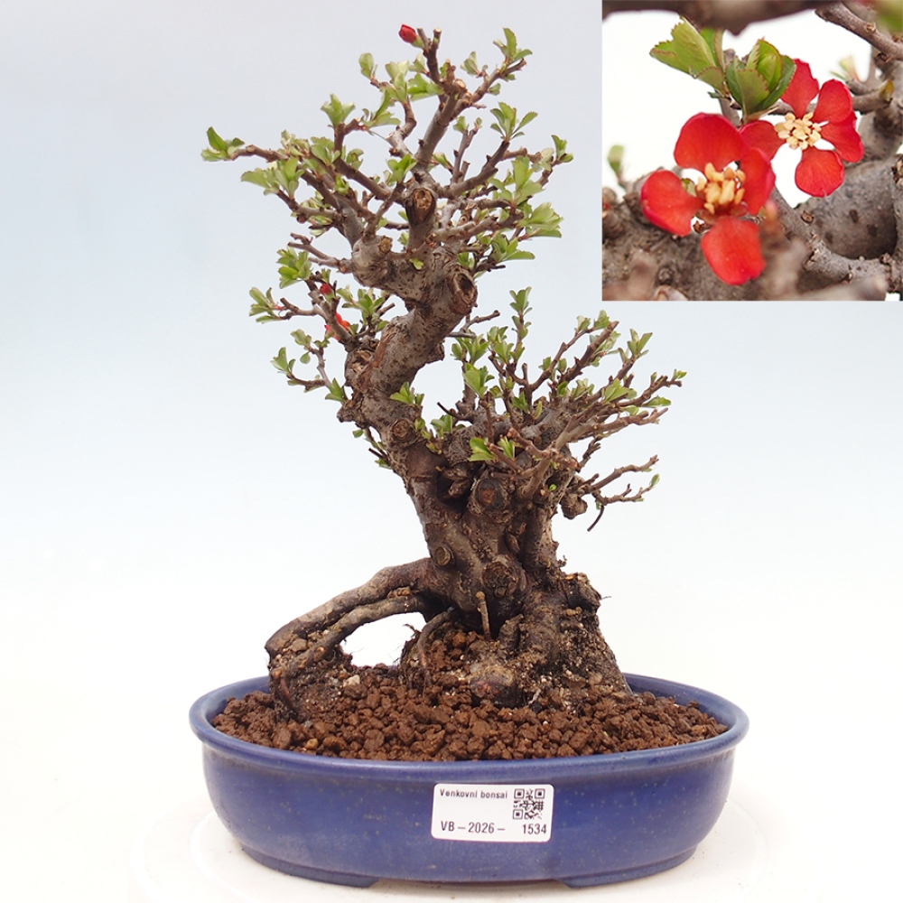 Outdoor bonsai - Chaneomeles speciosa - Quince