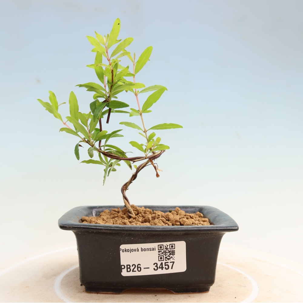 Room bonsai-PUNICA granatum nana-Granate apple