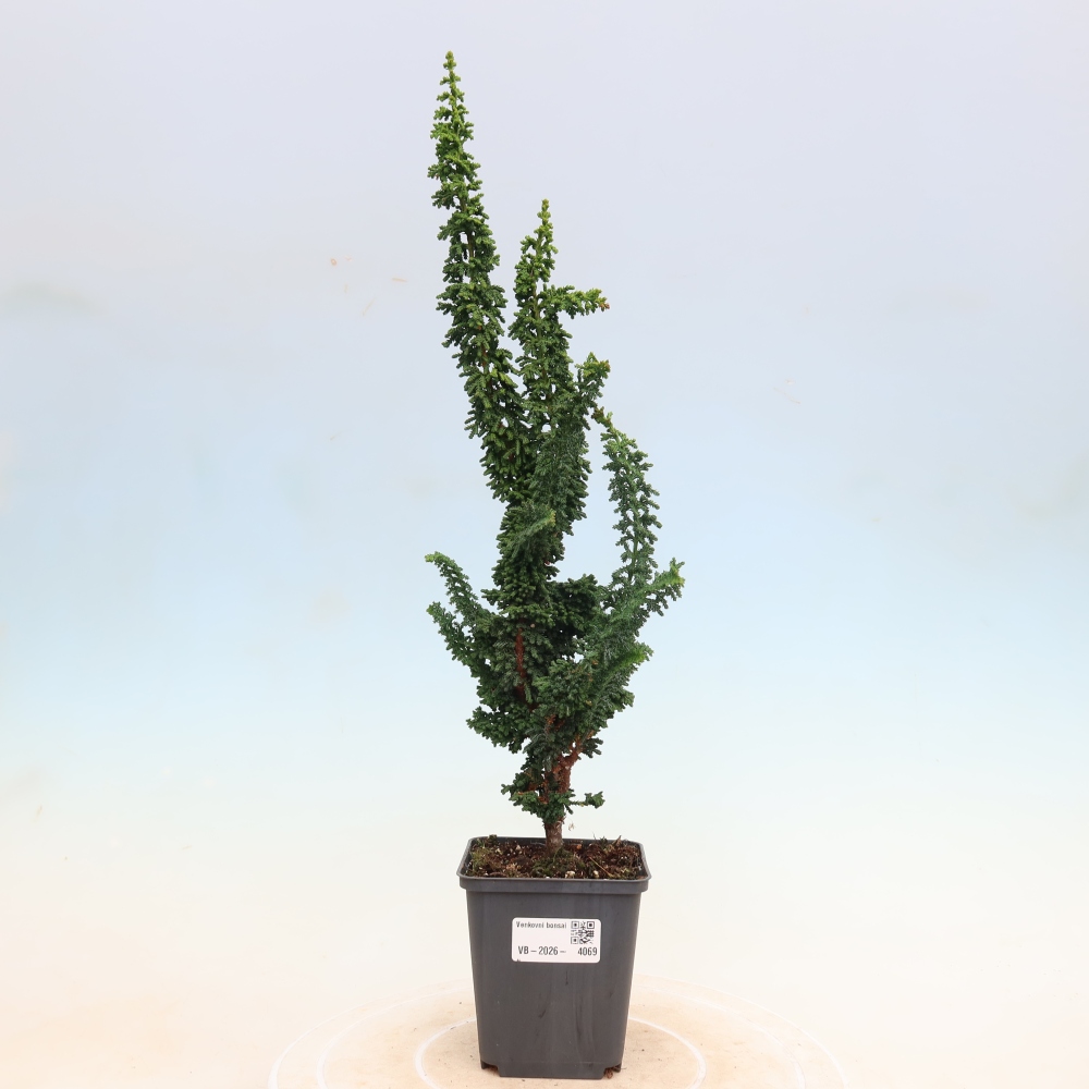 Outdoor bonsai - Cham. obtusa SEKKA HINOKI - Cypress
