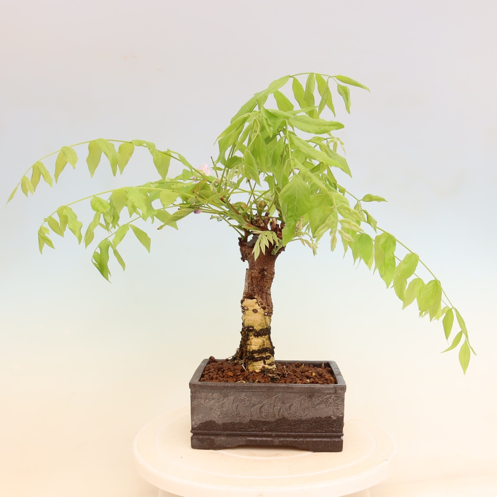 Outdoor bonsai - Wisteria floribunda