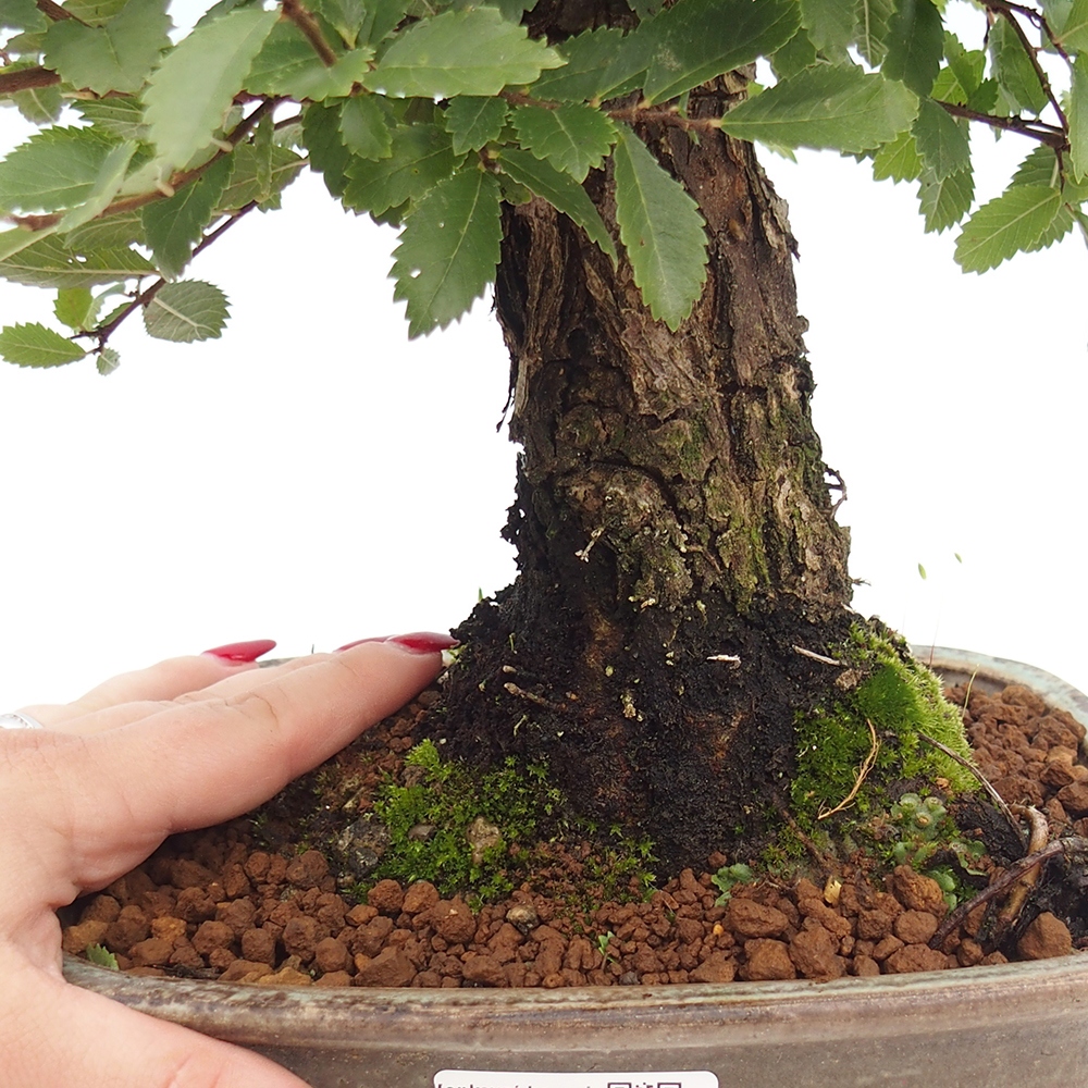 Outdoor bonsai - Zelkova - Zelkova NIRE