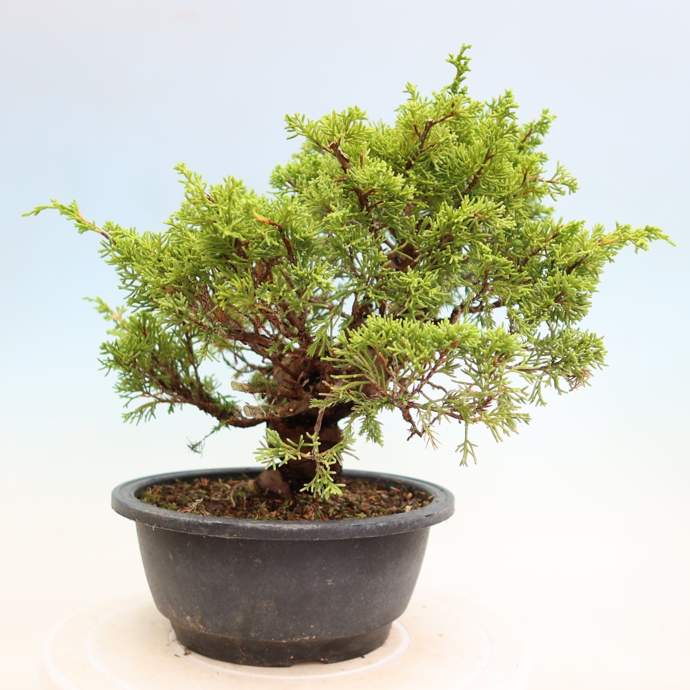 Outdoor Bonsai - Juniperus chinensis Itoigawa - Chinese Juniper