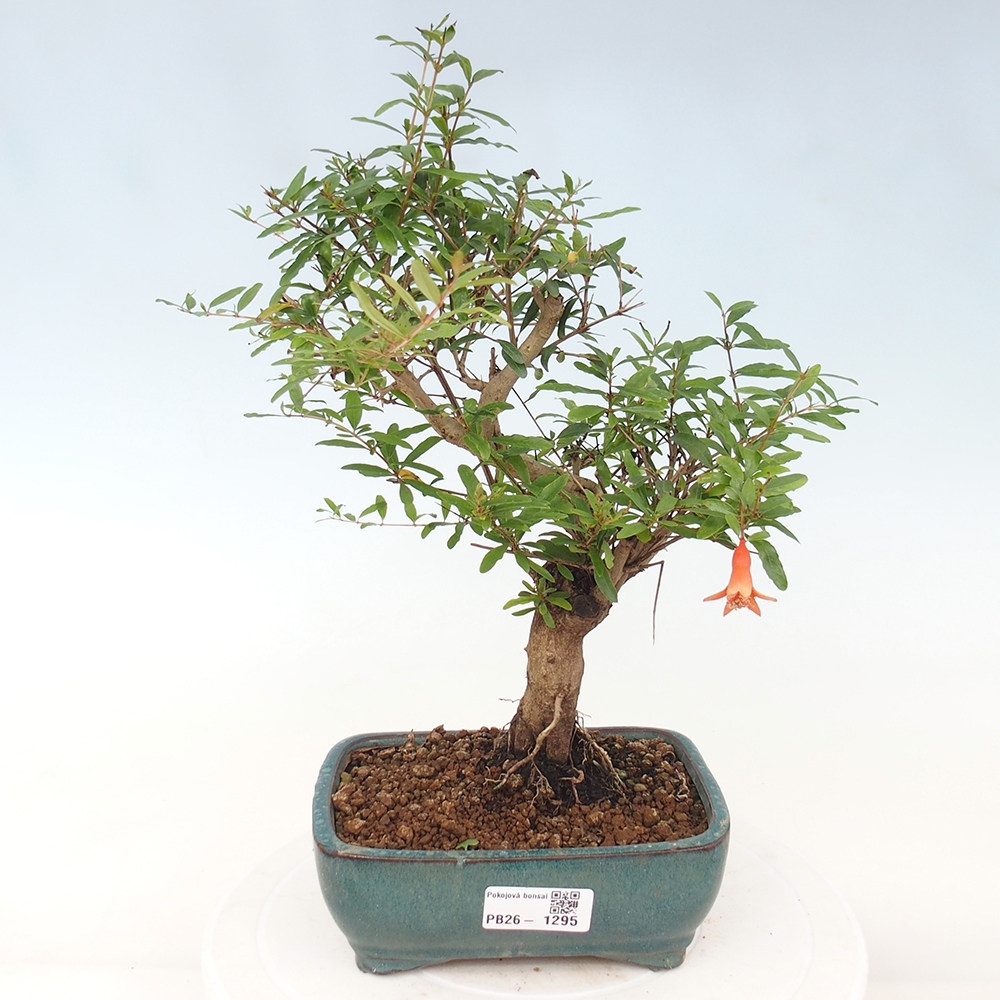 Room bonsai-PUNICA granatum nana-Granate apple