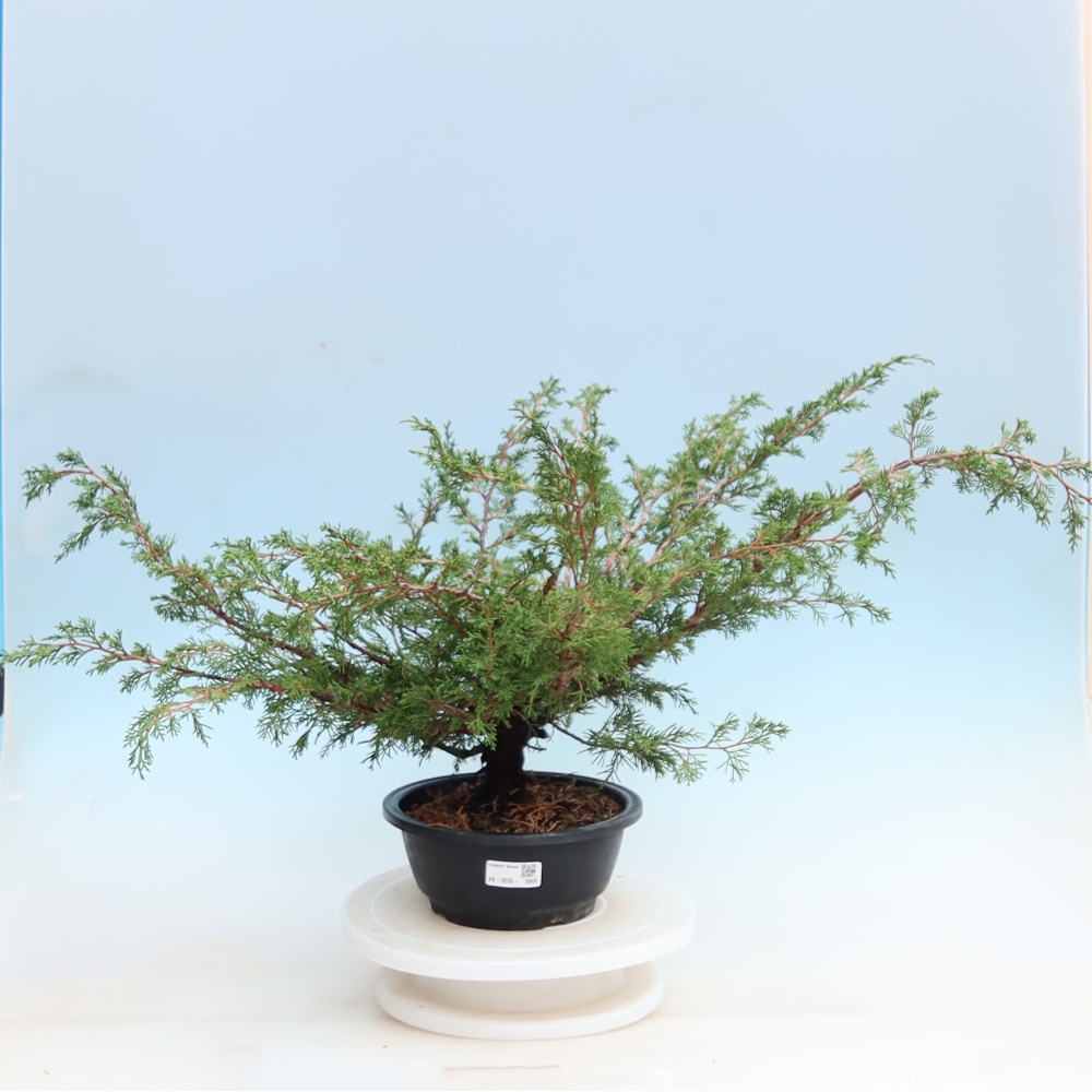 Outdoor Bonsai - Juniperus chinensis Itoigawa - Chinese Juniper