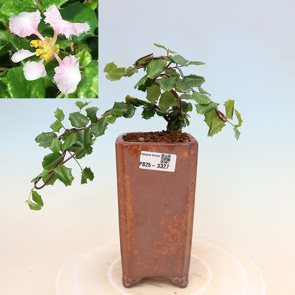 Indoor Bonsai - Barbados Cherry (Malpighia coccigera)