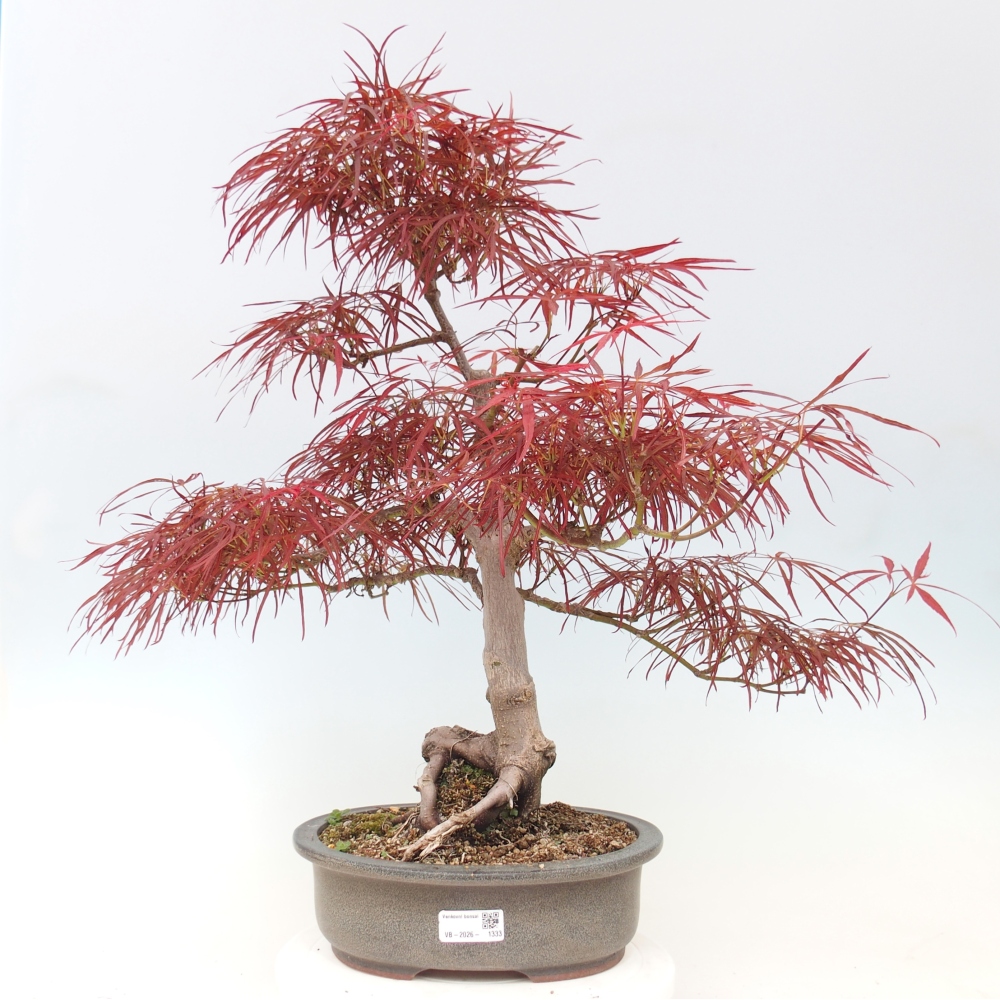 Outdoor bonsai - Acer palmatum RED PYGMY