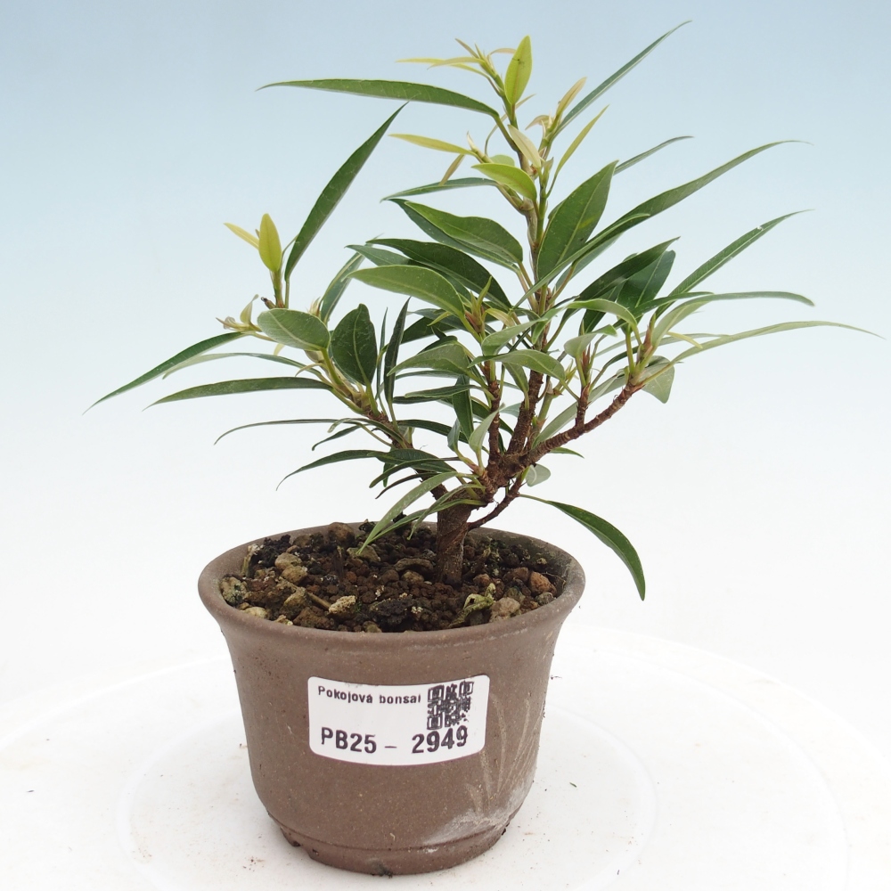 Indoor bonsai - Ficus nerifolia - small-leaved ficus