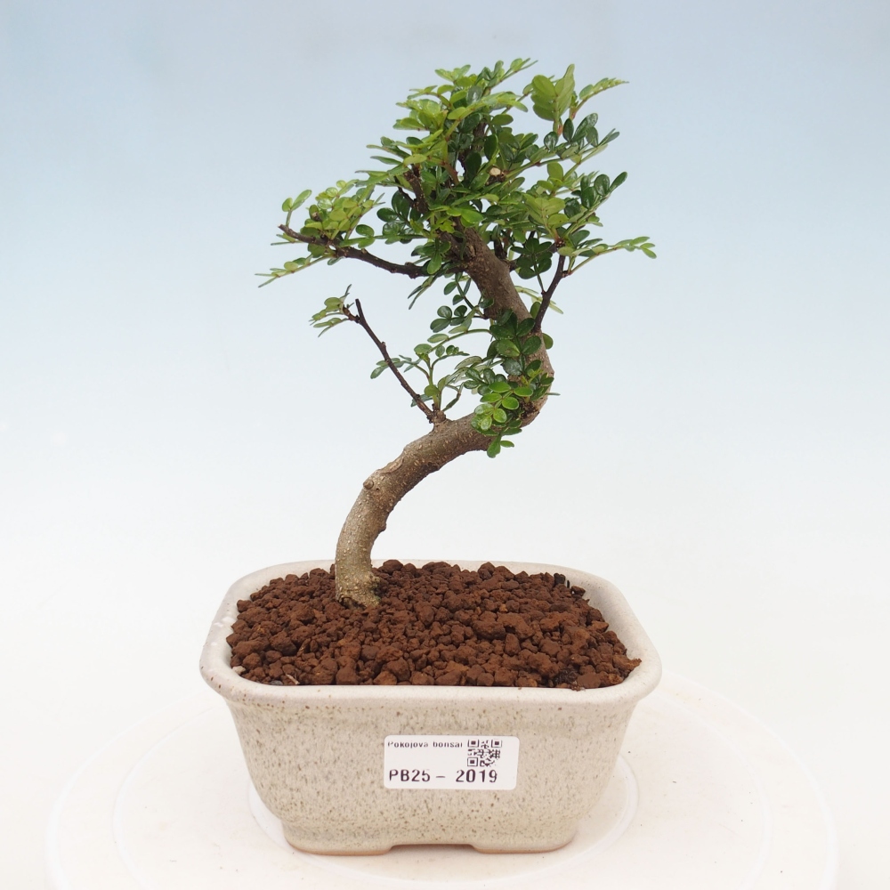 Indoor bonsai - Zantoxylum piperitum - Peppermint