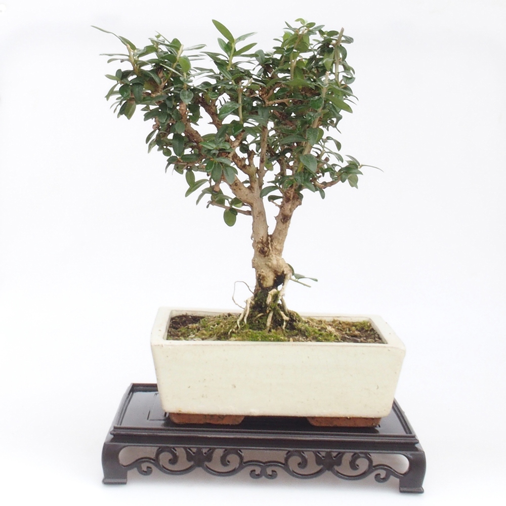 Bonsai table plastic rectangular 22 x 14 x 4  cm, color black