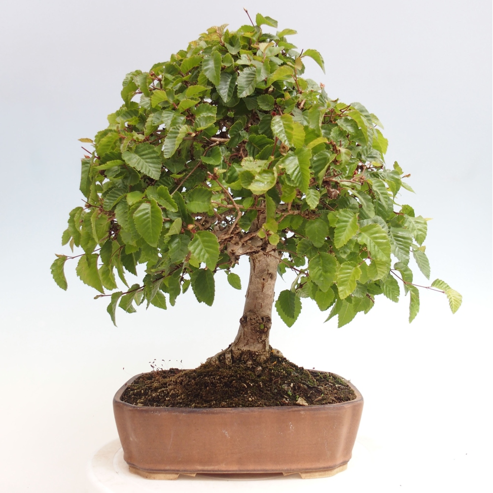 Outdoor bonsai -Carpinus CARPINOIDES - Korean hornbeam