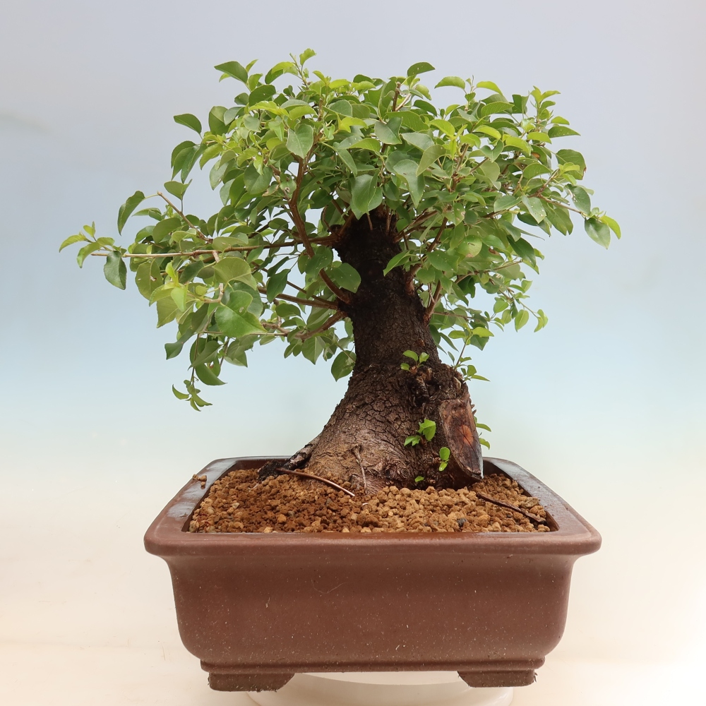 Outdoor Bonsai - Mahaleb Cherry - Prunus mahaleb