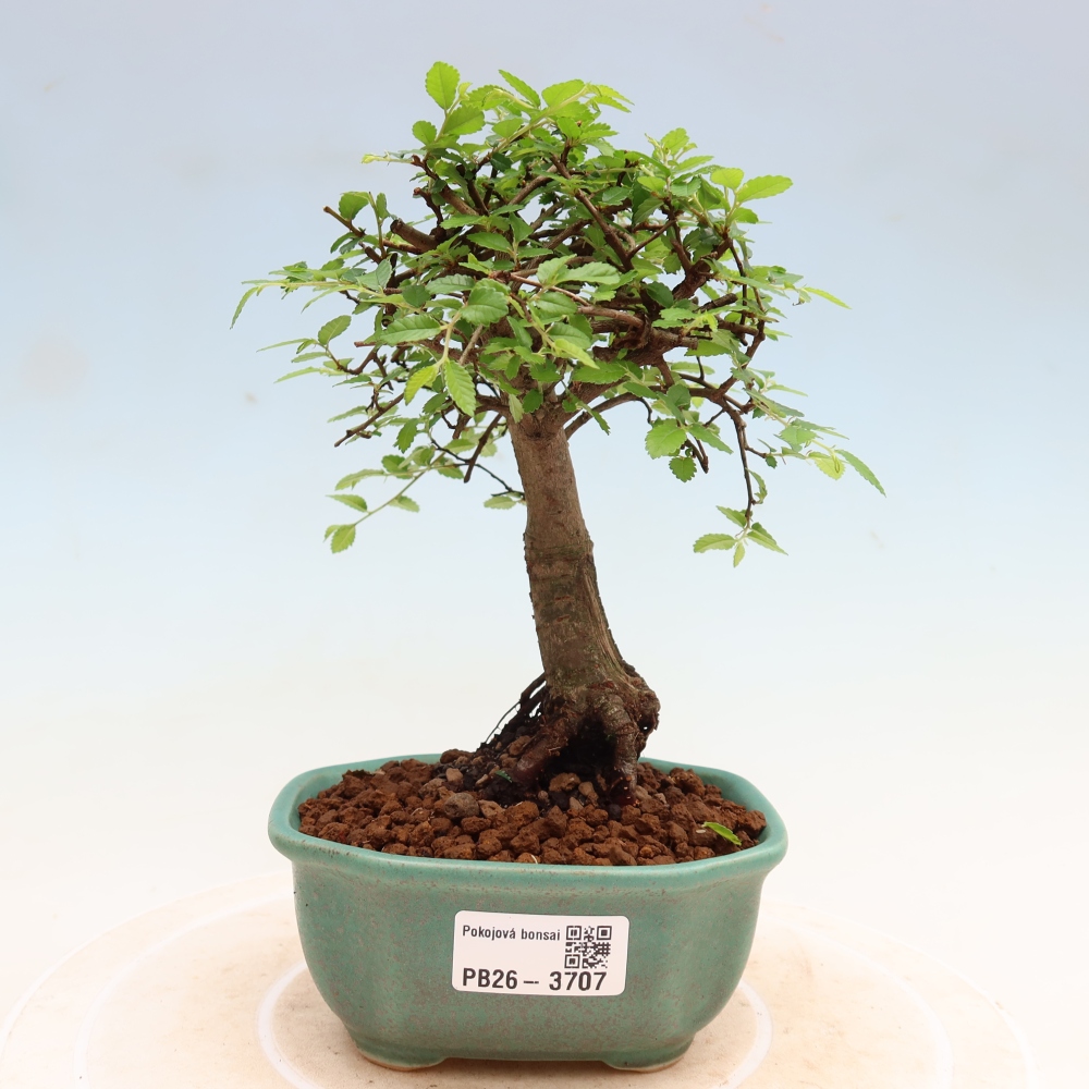 Room bonsai - Ulmus parvifolia - Small-leaved elm