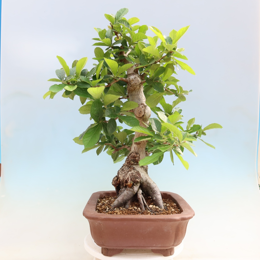 Outdoor Bonsai - Hairy Photinia - Photinia villosa