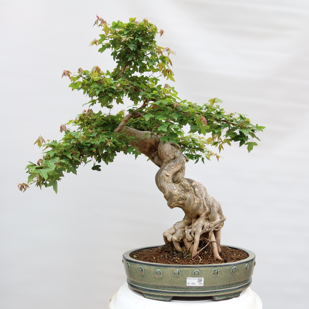 Outdoor bonsai - Maple Burger - Acer Burgerianum