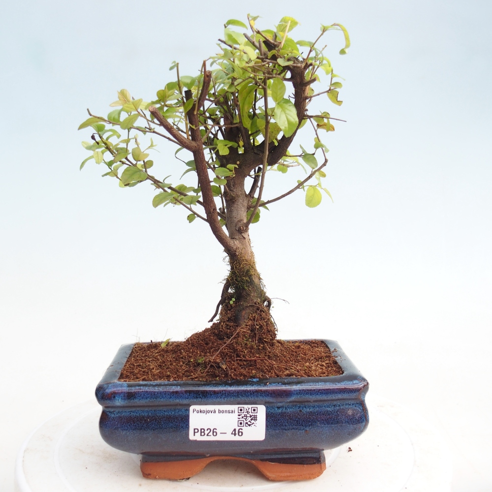 Room bonsai - Sageretia thea - Sageretia thea