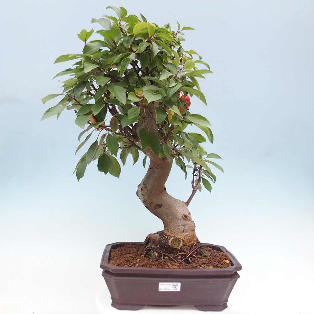 Outdoor bonsai - Malus halliana - Small-fruited apple tree