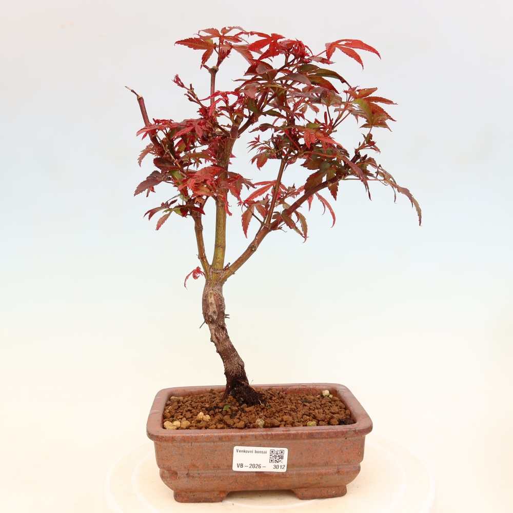 Outdoor Bonsai - Japanese Maple - Acer palmatum 'Berry Broom' 