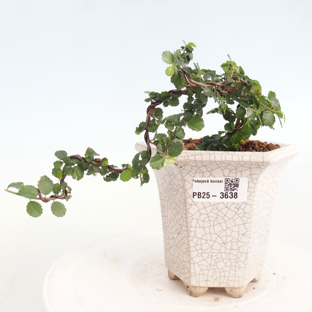 Room bonsai - Grewia sp. - Grewia malafolia