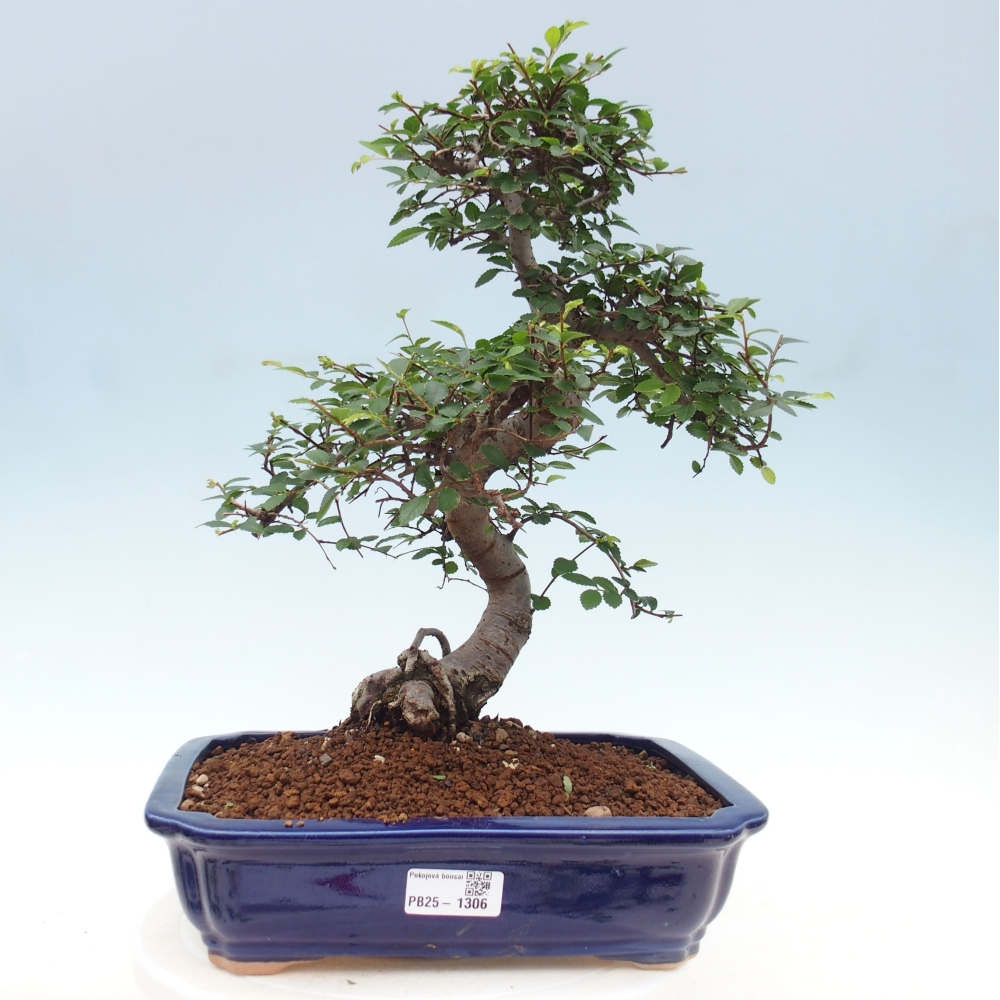 Indoor bonsai - Ulmus parvifolia - Small-leaved elm