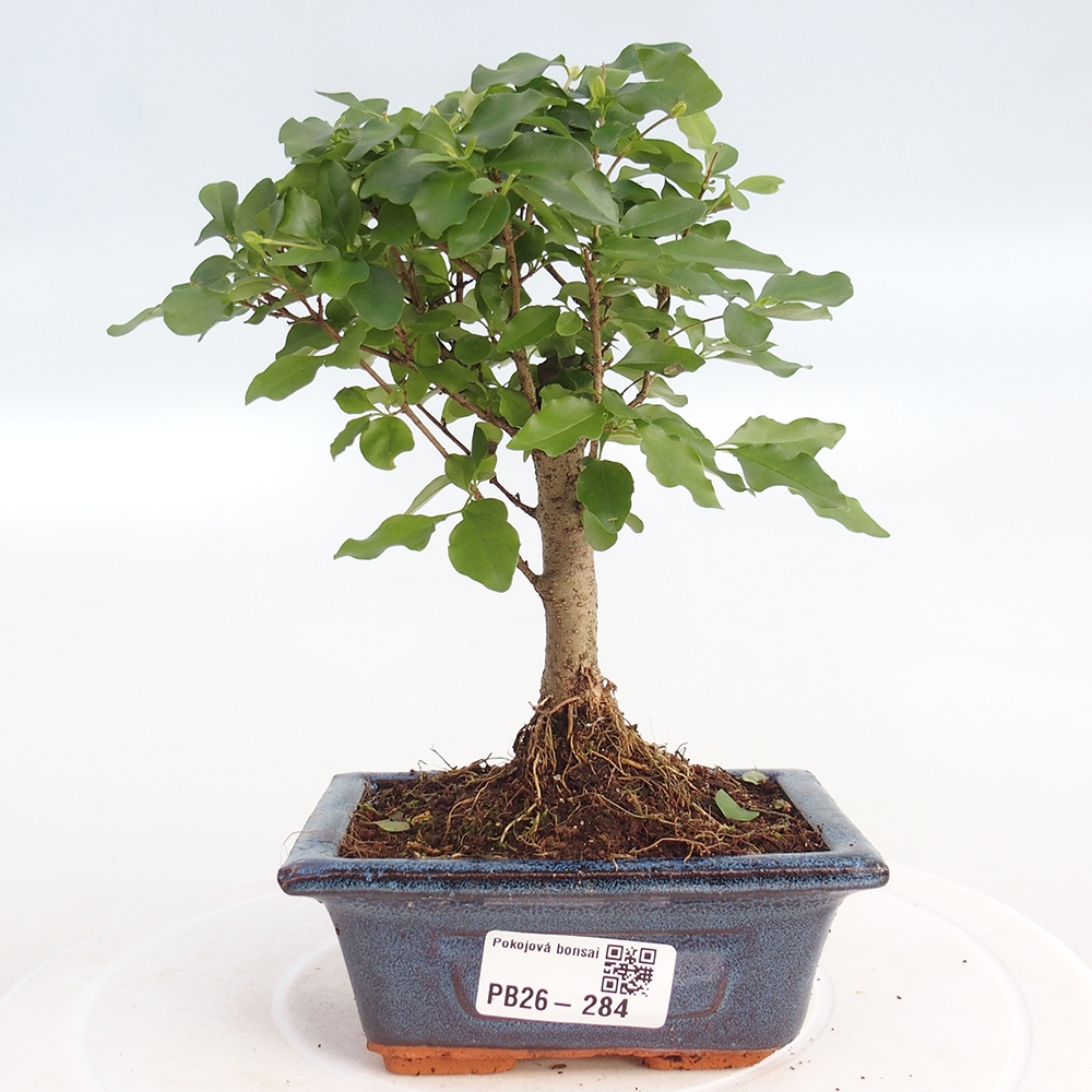 Room bonsai -Ligustrum chinensis - Birds Beak