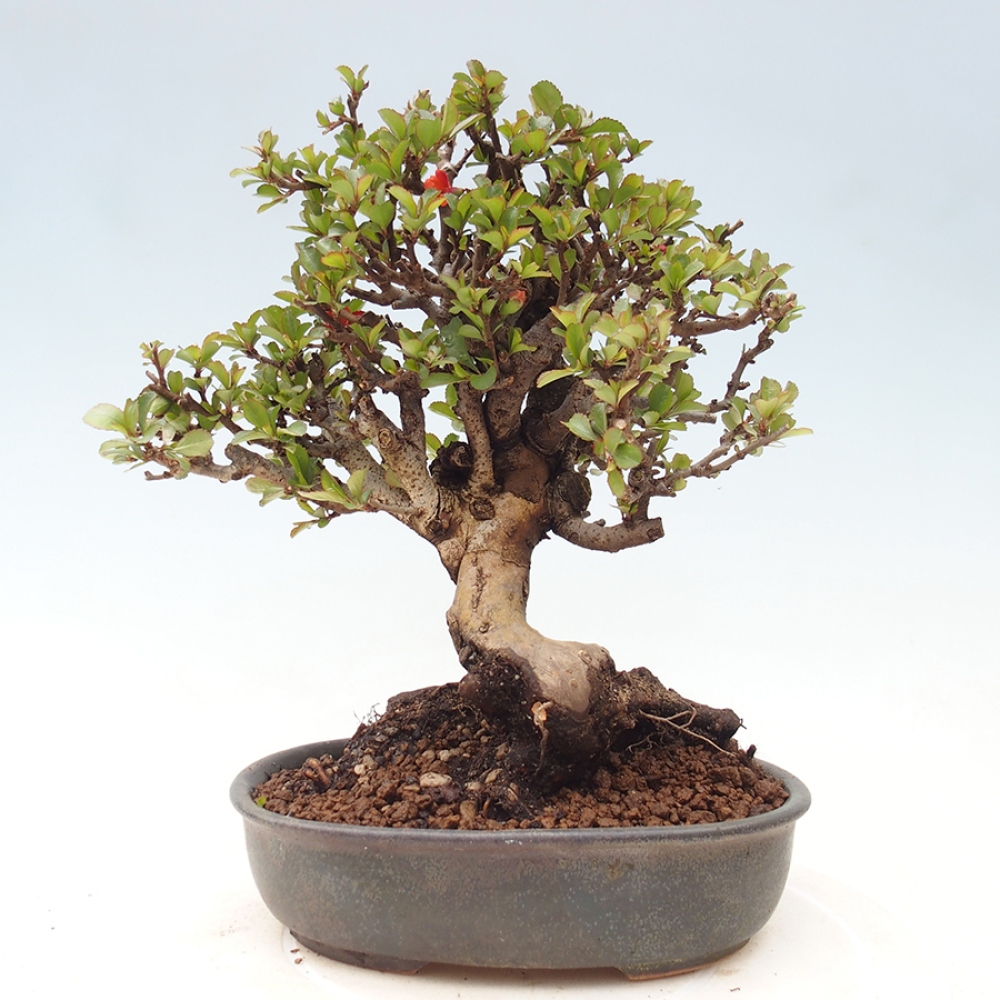 Outdoor bonsai - Chaneomeles speciosa - Quince