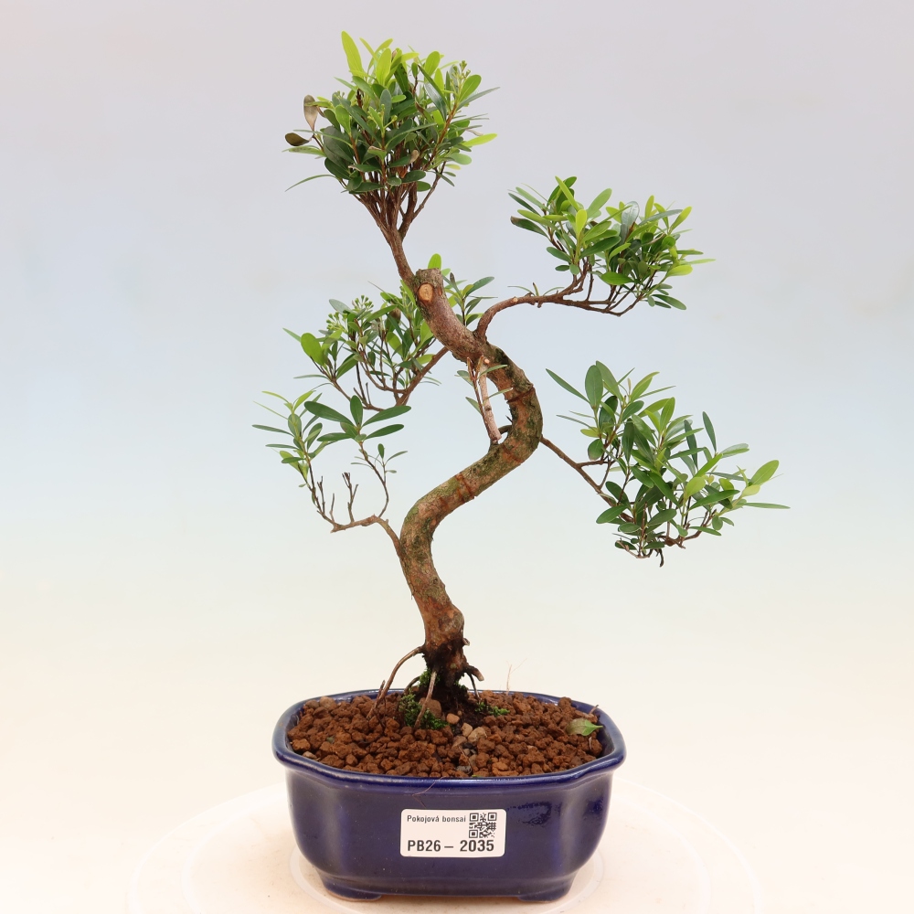 Room bonsai - Syzygium - Pimento