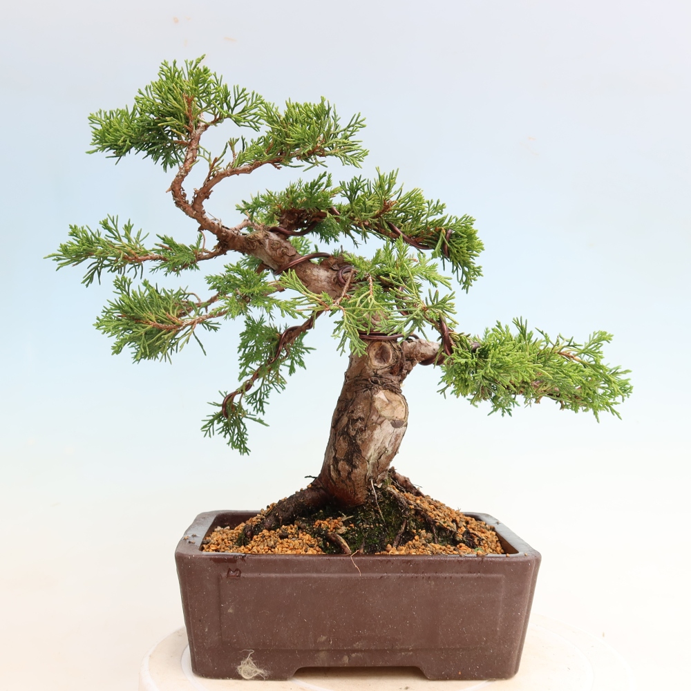 Outdoor Bonsai - Juniperus chinensis Itoigawa - Chinese Juniper