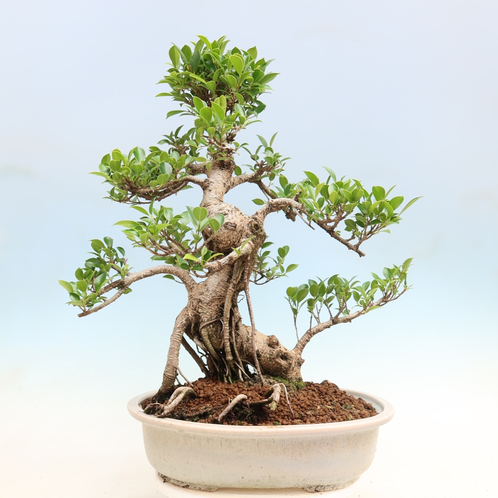 Room bonsai - Ficus kimmen - small-leaved ficus
